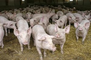 Variabilité population porc