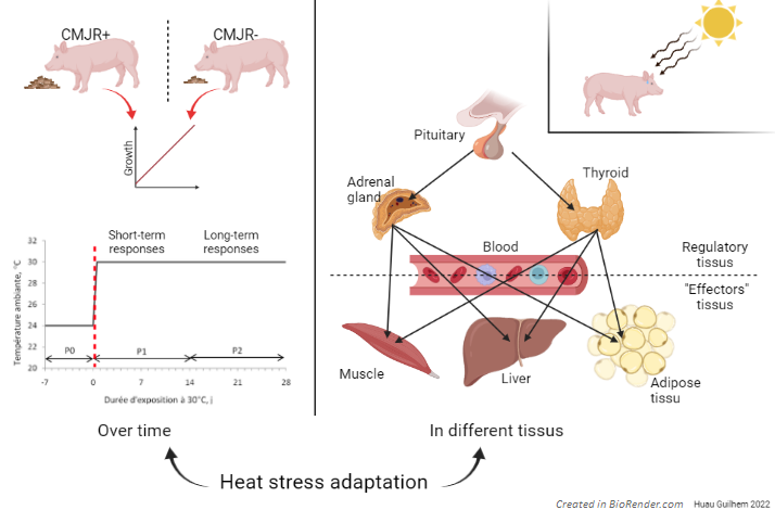 fig1_PhD_Huau